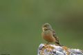 Emberiza hortulana